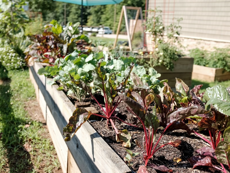 Landscape bed with plantings