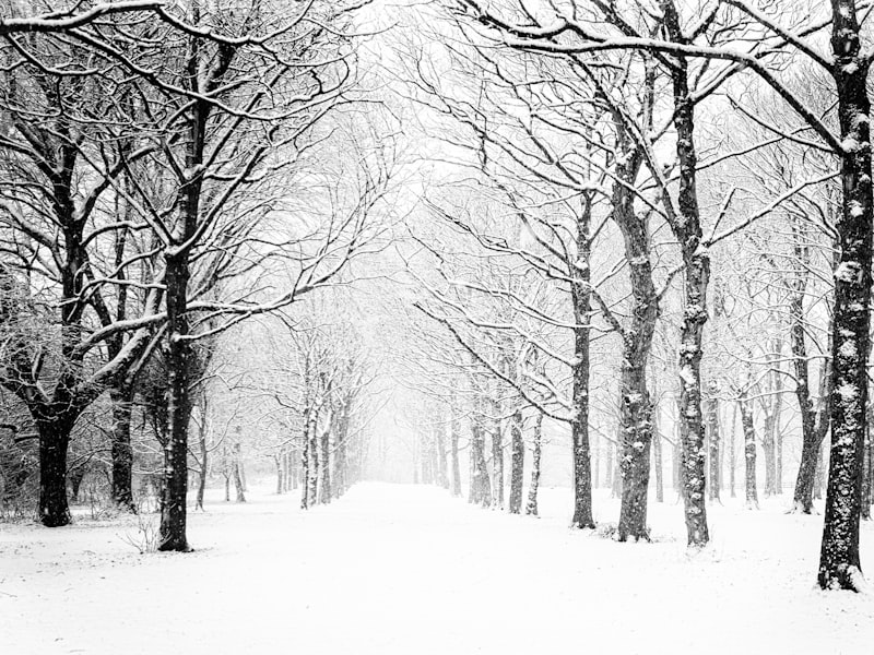 Cleared path through heavy snow